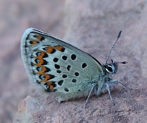 Silver-studded Blue - Plebejus argus © Teresa Farino